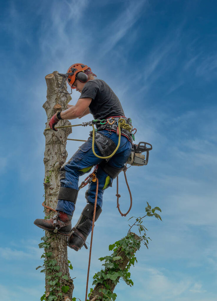 Arborist ή Tree Surgeon χρησιμοποιώντας ένα σχοινί ασφαλείας στην κορυφή ενός δέντρου. - Φωτογραφία, εικόνα