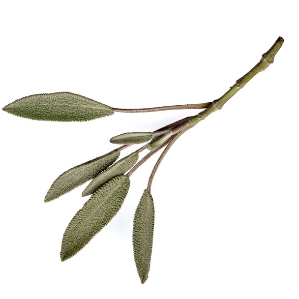 Sage leaves - Photo, Image