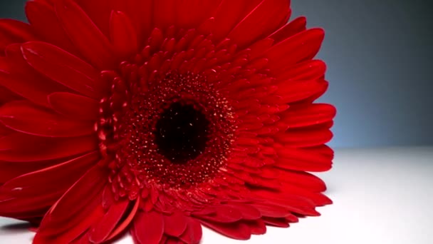 Nagyítás makro felvételek az izolált vörös gerbera középpontjáról fehér felületen, gradiens alapon - Felvétel, videó