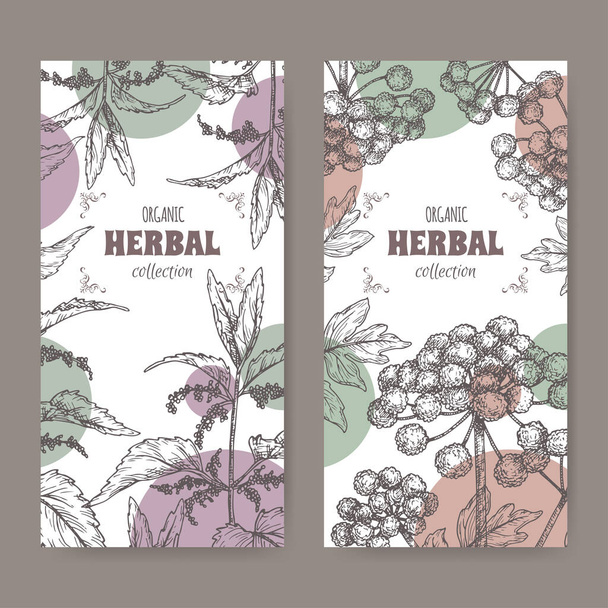 Two labels with Urtica dioica aka common nettle and Angelica archangelica aka garden angelica sketch. - Vector, Imagen
