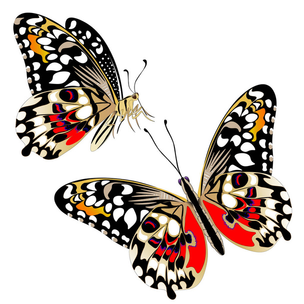 Vector. Clipart isolado, borboletas. Pronto para impressão. Arte & Ilustração. - Vetor, Imagem