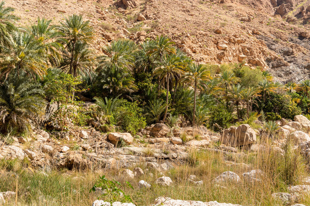 Paysage de l'oasis de Wadi Tiwi avec montagnes et palmiers au Sultanat d'Oman. - Photo, image