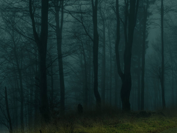 秋になると、イェセニーキ山にある不気味なブナの森。悲観的な丘陵霧の風景、木の幹。イェセニーキ山脈、東ヨーロッパ、モラヴィア.  - 写真・画像