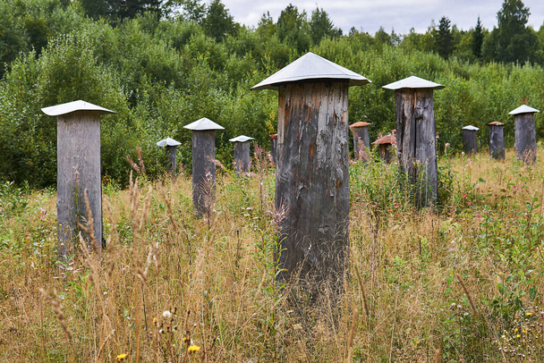 apiary for working with wild bees with traditional beehives - bee gums or log hives - Photo, Image