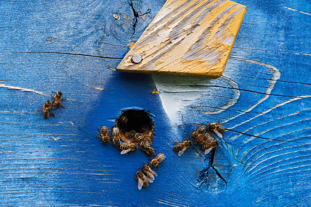 медові бджоли біля входу пофарбованого дерев'яного вулика крупним планом
 - Фото, зображення