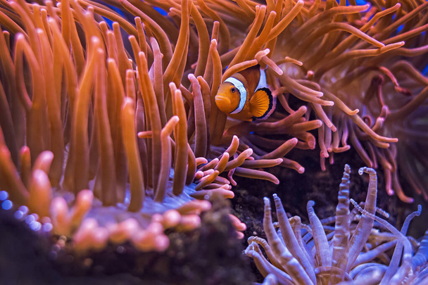 Amphiprion Ocellaris Clownfish В морском аквариуме - Фото, изображение