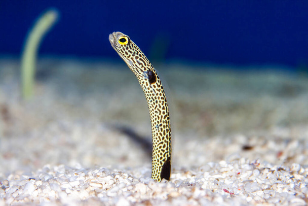 Un'immagine ravvicinata di una piccola anguilla da giardino che spicca sulla sabbia in un acquario - Foto, immagini