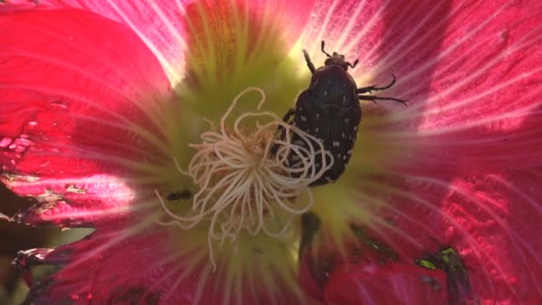 Oxythyrea Funesta beetle sitting on bud n wild flower Malva Moschata é uma espécie de insetos coleópteros polífagos pertencente à família Malvaceae. Macro Inseto vista sobre a vida selvagem - Filmagem, Vídeo