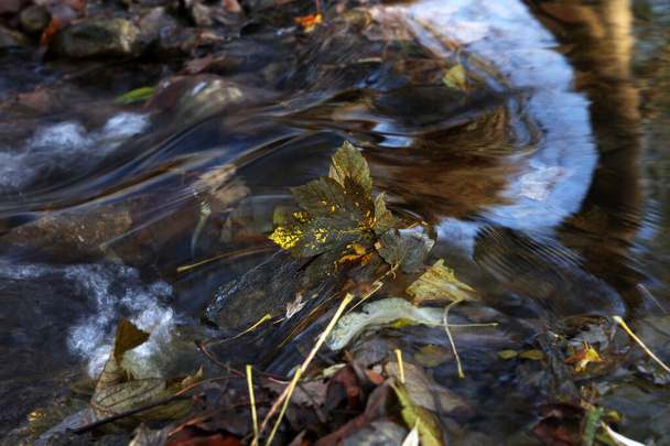 Fallen leaf in the fast waters of the stream in autumn - Photo, Image