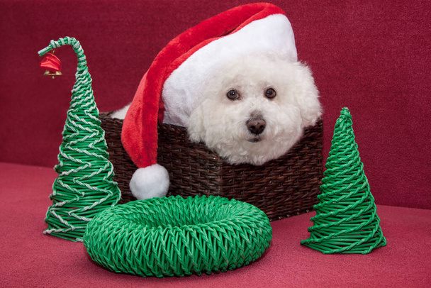Cute bichon frise in santa claus hat is sitting in a wicker basket. Pet animals. - Φωτογραφία, εικόνα