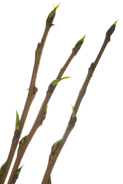 Pappelzweige mit grünen Knospen - Foto, Bild