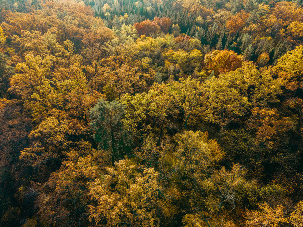 Fall. Autumn yellow park. Aerial view. - Φωτογραφία, εικόνα