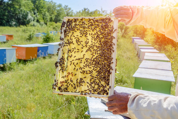 Бджоляр тримає медоносну клітину з бджолами в руках. Апікуляція. Апіарій - Фото, зображення