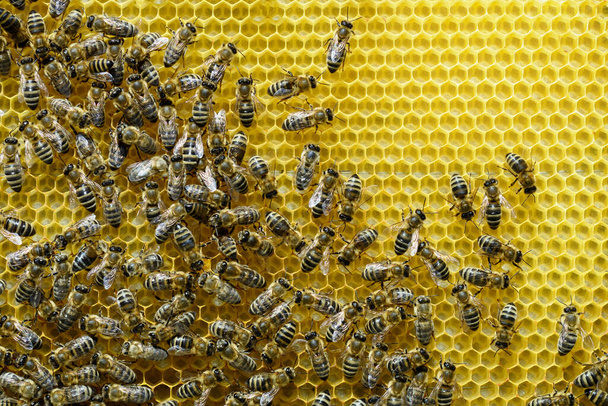 A méhek újjáépítettek egy új sejtet a méznek. Méhészet - Fotó, kép
