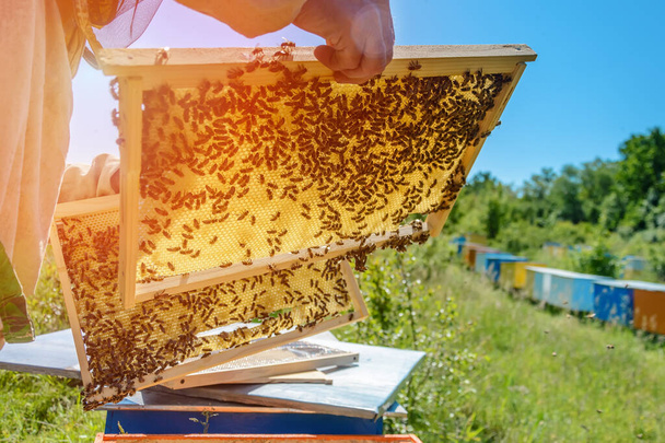 Медовий стільник. Бджоляр працює з бджолами поблизу вуликів. Апіарій. - Фото, зображення