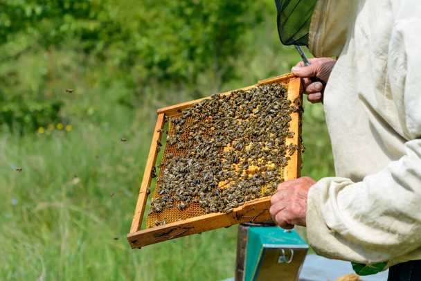 Pszczelarz pracuje w pasiece. Plaster miodu z pszczołami - Zdjęcie, obraz