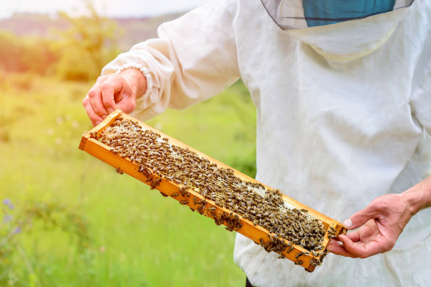 養蜂家は新鮮な蜂蜜で満たされた巣のハニカムから出て行きます。養蚕 - 写真・画像