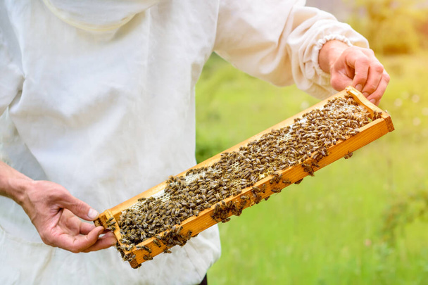 El apicultor saca de la colmena un panal lleno de miel fresca. Apicultura - Foto, imagen