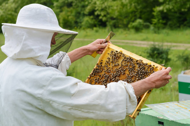 De imker haalt de honingraat uit de bijenkorf met bijen. Bijenteelt - Foto, afbeelding
