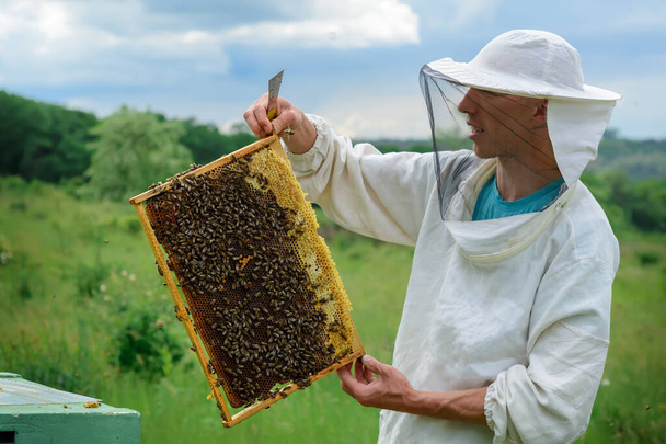 Απιάρι. Ο μελισσοκόμος δουλεύει με μέλισσες κοντά στις κυψέλες. Αρπακτικό - Φωτογραφία, εικόνα