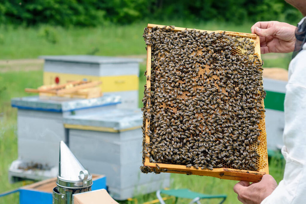 El apicultor sostiene una celda de miel con abejas en sus manos. Apicultura. Apiario - Foto, imagen