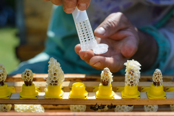 Capullos de cera de los cuales han salido nuevas abejas reina Karl Jenter. Nacimiento de abejas reina. Apicultura - Foto, imagen