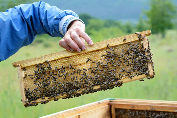 The beekeeper holds a frame with bees in his hands. Honeycomb. Apiculture - Photo, image