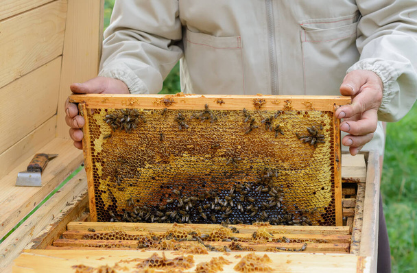 O apicultor tem uma célula de mel com abelhas nas mãos. Apicultura. Apiário - Foto, Imagem
