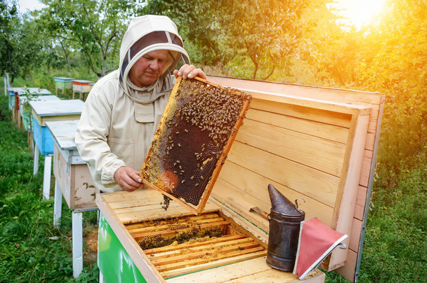 Der Imker hält eine Honigzelle mit Bienen in der Hand. Imkerei. Bienenstock - Foto, Bild