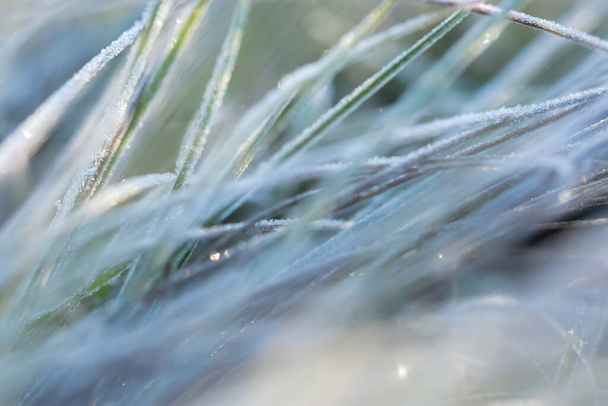 Frost ruoho abstrakti luonnollinen tausta. Käsitys talven saapumisesta. Jäätynyttä ruohoa aamuauringossa. Ruoho tausta pastelliväreissä. Harmaa-sininen kylmä värit myöhään syksyllä. Kopioi tila - Valokuva, kuva