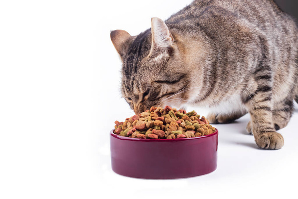 studiové osvětlení. krmivo se nalije do misky. Kočka jí jídlo. Detailní záběr - Fotografie, Obrázek
