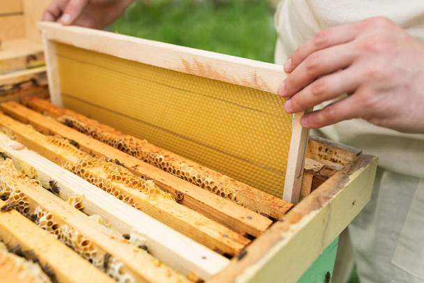O apicultor coloca a colmeia uma nova estrutura para o mel. Pente de mel - Foto, Imagem