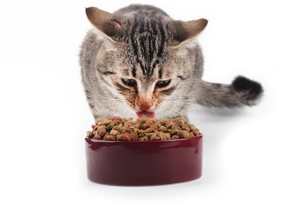 illuminazione dello studio. il mangime per animali viene versato in una ciotola. Il gatto sta mangiando cibo. Primo piano - Foto, immagini