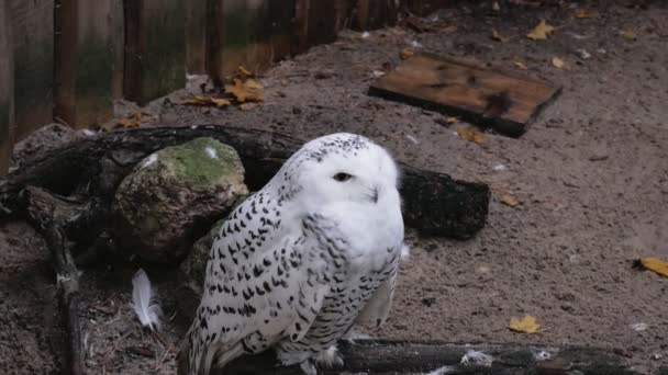 A white owl sits on the ground and looks around - Footage, Video