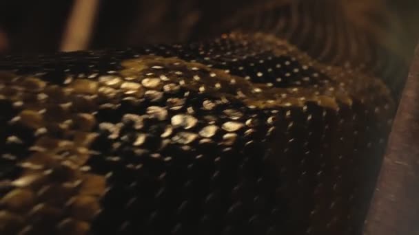 Gros plan sur la texture rampante de la peau de python, vous pouvez voir chaque échelle en gros plan - Séquence, vidéo