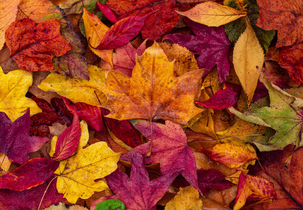 feuilles sèches rouges, orange, vertes, brunes, jaunes. table en bois. fond d'automne. vue supérieure avec espace de copie. - Photo, image