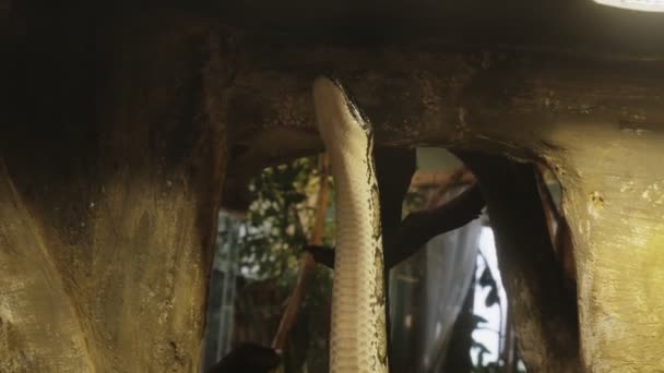 Python stijgt verticaal op, zonder enige steun, python kruipt door de grot - Video