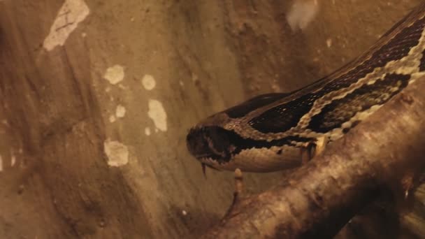 Een grote python kruipt op een boomtak, de hoofd- en huidtextuur zijn zichtbaar - Video