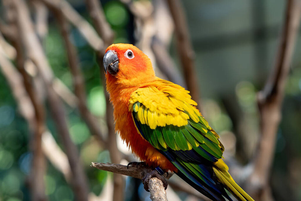 Close up Sun Conure Parrot Perched on Branch Isolated on Background - Photo, Image