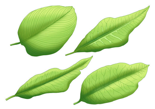 Зеленые листья букет свежий на белом фоне иллюстрации краски - Фото, изображение