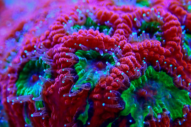 Macro girato su Polipi di corallo Favia LPS - Foto, immagini