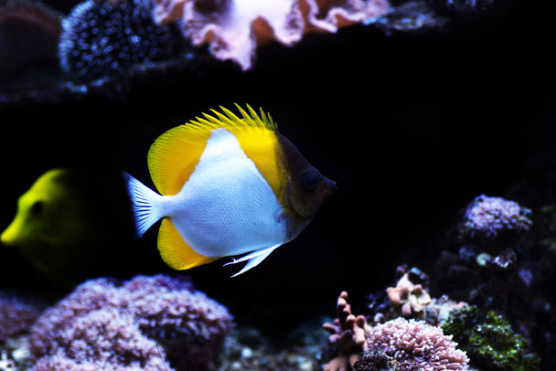 The pyramid butterfly fish - (Hemitaurichthys polylepis) - Photo, Image