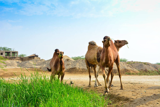 Ομάδα καμήλων που τρώνε χόρτο - Φωτογραφία, εικόνα