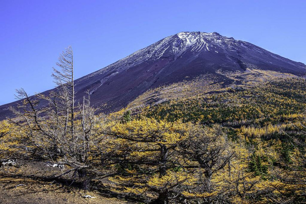 Top of Mount Fuji and yellow pine trees in autumn - Photo, Image