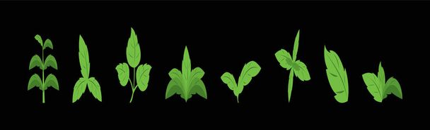 Conjunto de hojas de stevia. plantilla de diseño icono de dibujos animados con varios modelos. ilustración vectorial moderna aislada sobre fondo negro - Vector, imagen