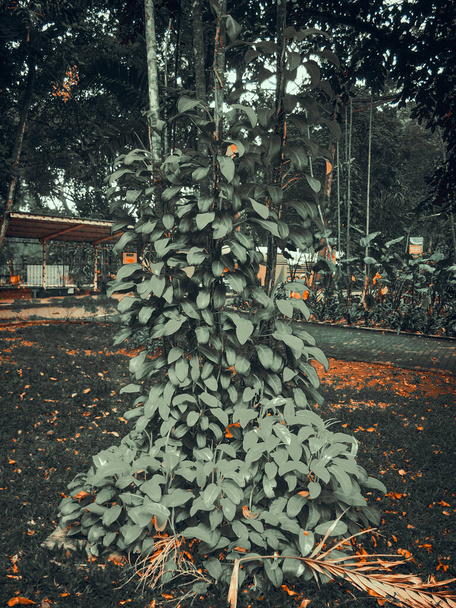 Liście na drzewie fotografia - Zdjęcie, obraz