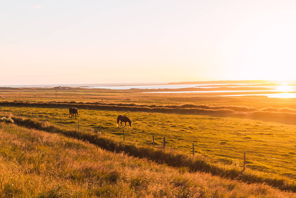 Zachód słońca z dzikimi końmi na łące na Islandii i rzeką i morzem w tle - Zdjęcie, obraz