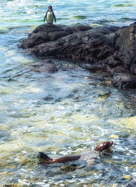 Sea lion and Galapagos Penguins relaxing on the rocks of Floreana Island, Galapagos archipelago - Photo, Image