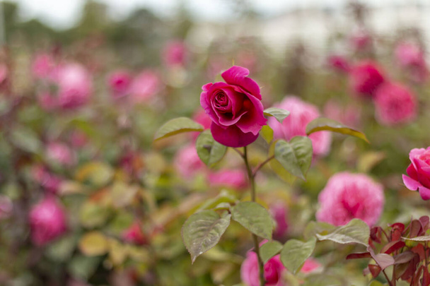 Ogród różany z różowymi różami (czerwona róża, żółta róża, biała róża, różowa róża, fioletowa róża, pomarańczowa róża, czerwona biała róża), kolorowe kwiaty - Zdjęcie, obraz