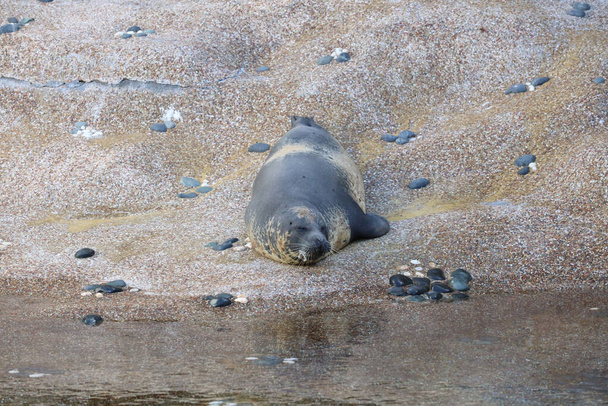 18 Ноя 2020 тюлень-гавань в парке, гонг - Фото, изображение